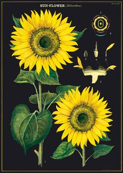 Cavallini Sunflower Wrapping Paper Poster