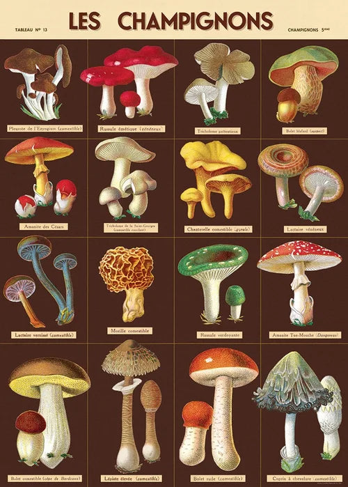 Cavallini Les Champignons Poster/Wrapping paper