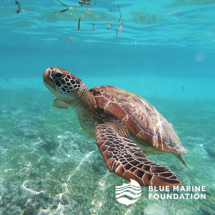 Elizabeth Scarlett Coin Purse Turtle Conservation