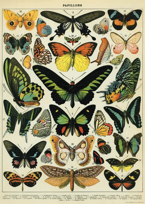 Cavallini Butterflies Wrapping Paper Poster