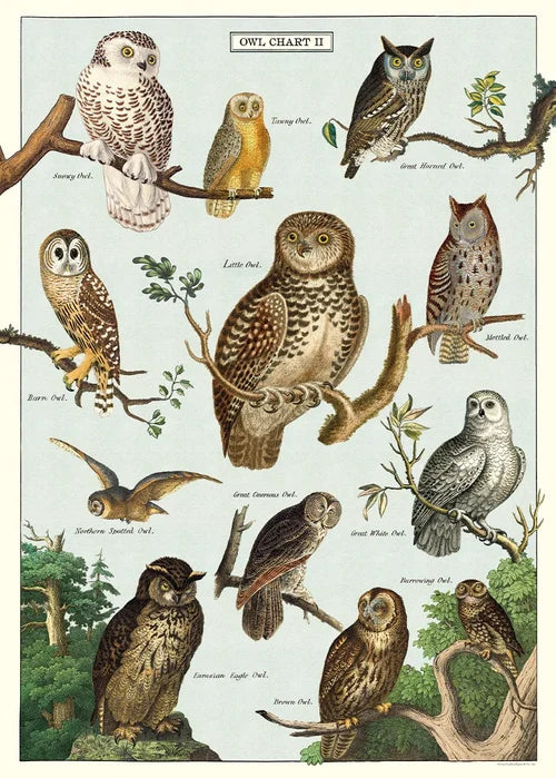 Cavallini  Owl Wrapping Paper Poster