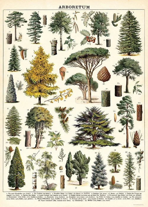 Cavallini Arboretum Wrapping Paper Poster