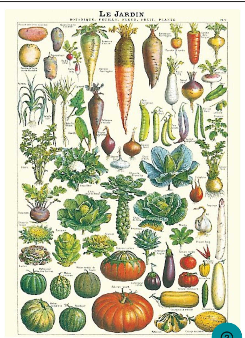 Cavallini Vegetables Wrapping Paper Poster