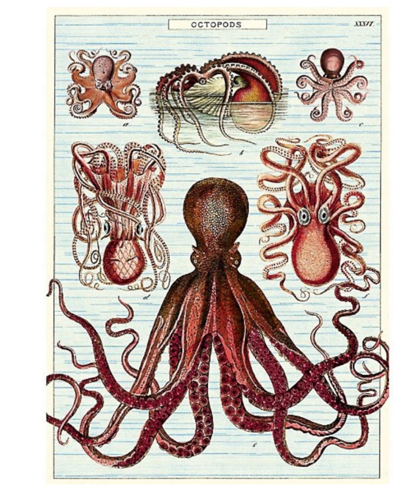 Cavallini Octopus Wrapping Paper Poster