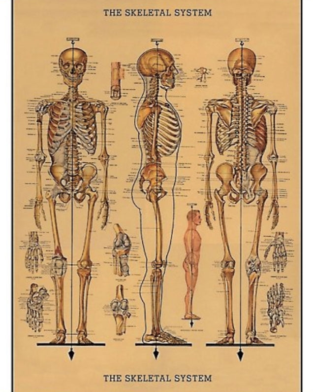 Cavallini Human Skeleton Wrapping Paper Poster