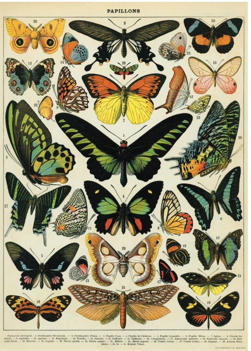 Cavallini Butterfly Wrapping Paper Poster