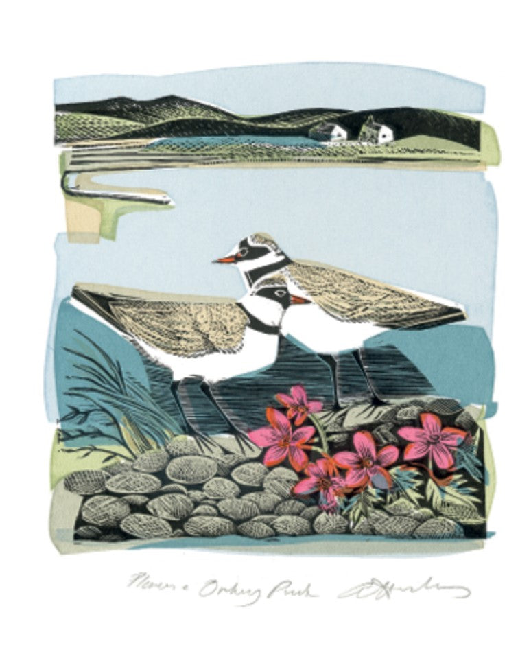 Card - Plovers & Orkney Pinks by Angela Harding